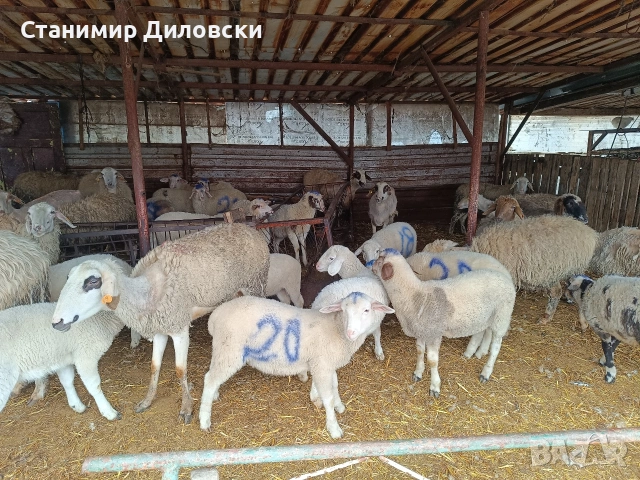 продавам овце и агнета