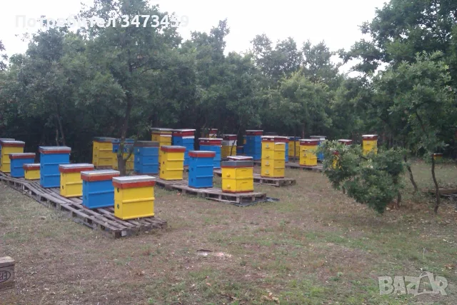 Био пчелен мед от производител - реколта 2026, снимка 6 - Пчелни продукти - 55454002