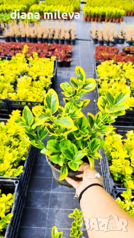 Евонимус Ауреа, Euonymus Japonica Aurea, снимка 7 - Градински цветя и растения - 54458056