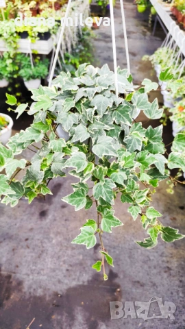  Кошница с Бръшлян Бяло чудо, Hedera helix White Wonder, студоустойчив, снимка 2 - Градински цветя и растения - 53490433