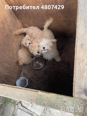 Продавам кученца порода Пудели, снимка 5 - Пудели - 54309387