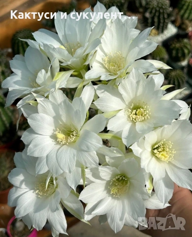 Кактус вид Echinopsis Hybrid бял лебед