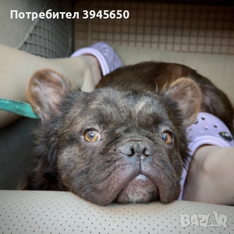Мъжки френски булдог 