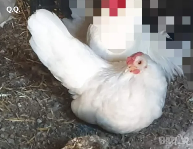 Шабо заменям за петел Шабо