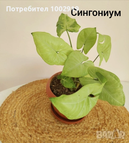 Комплект оm 12 Стайни Растения (Вкоренени), снимка 9 - Градински цветя и растения - 55222353