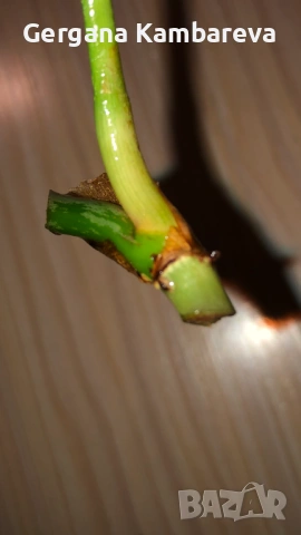 Резник philodendron Sodiroi , снимка 2 - Стайни растения - 54496685