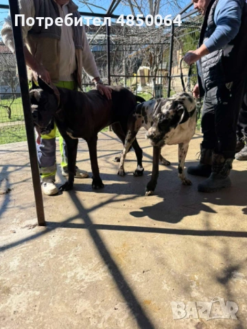 Немски дог, снимка 11 - Немски дог - 54811822