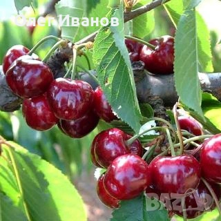 Череши за ракия