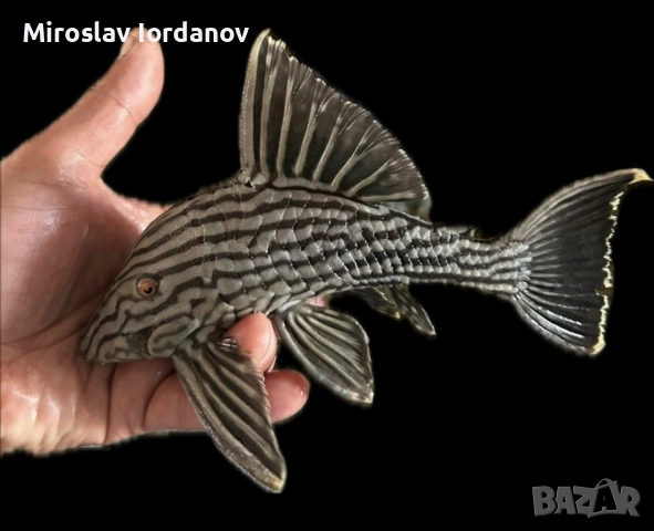 L190 pleco 20см