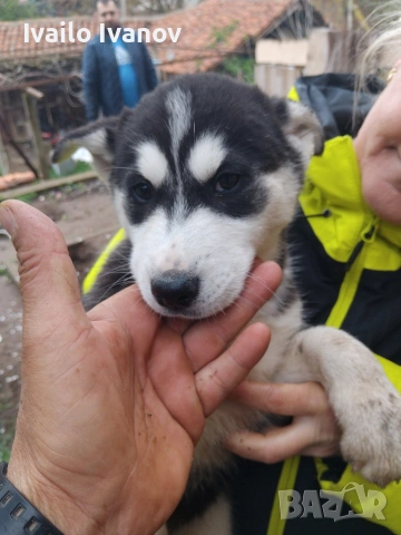 Малки кученца Сибирско хъски