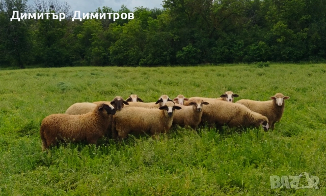 продавам 10 агнета ,коза и две ярета , снимка 4 - Овце - 54583764