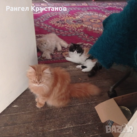 Подарявам персийска котка 