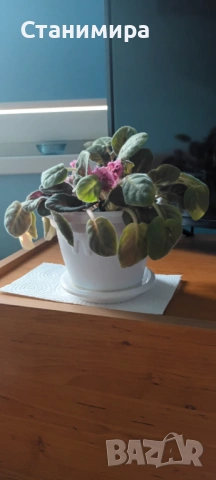 цвете в саксия - санта паулинка, снимка 3 - Стайни растения - 54238640