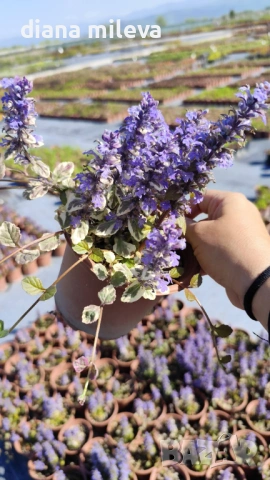 АЮГА ПЪСТРОЛИСТНА, Ajuga ‘Burgundy Glow’, студоустойчива, почвопокривна, снимка 9 - Градински цветя и растения - 46793376
