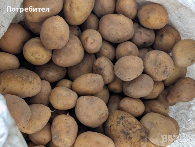Картофи сорт Сорая, за консумация и семе, снимка 2 - Сортови семена и луковици - 54128977
