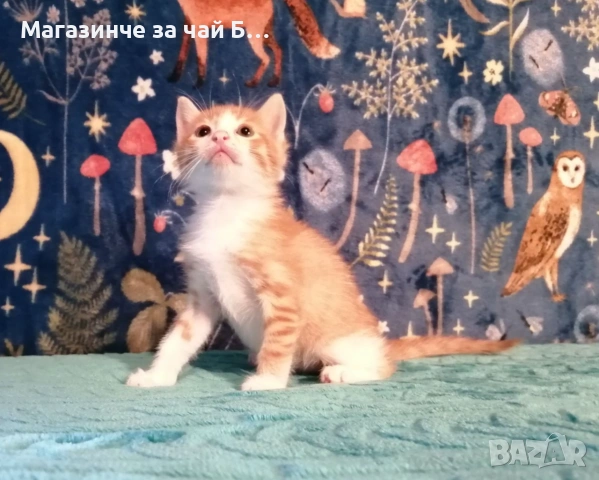Коте за осиновяване