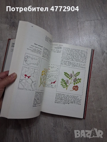 Красная книга РСФСР Растения , снимка 10 - Енциклопедии, справочници - 54404039