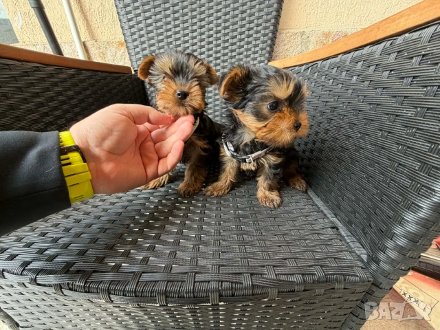 Йоркширски териер актуално от 31.3.2026, снимка 3 - Йоркширски териер - 54037397