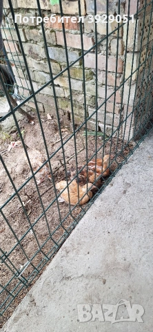 Продавам пилета , снимка 5 - Кокошки и пуйки - 54311612