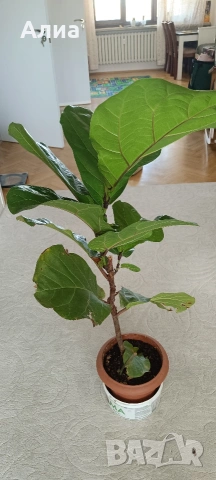 Юка, драцена, сингониум, шефлера, сансивиера, снимка 4 - Градински цветя и растения - 38427917