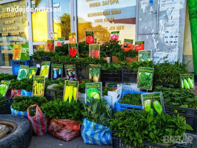 Ранни домати, снимка 4 - Разсади - 54052633