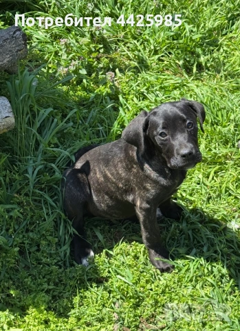 Cane Corso , снимка 3 - Кане корсо - 54327985