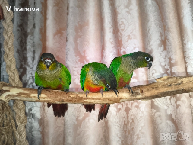 Социално и самостоятелно бебе папагал пирура , снимка 3 - Папагали - 54083180