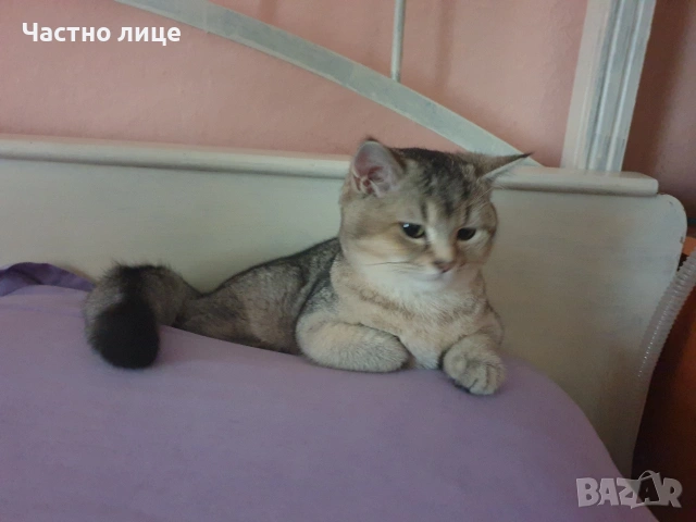 Шотландска златна чинчила , снимка 12 - Чинчили - 53881308
