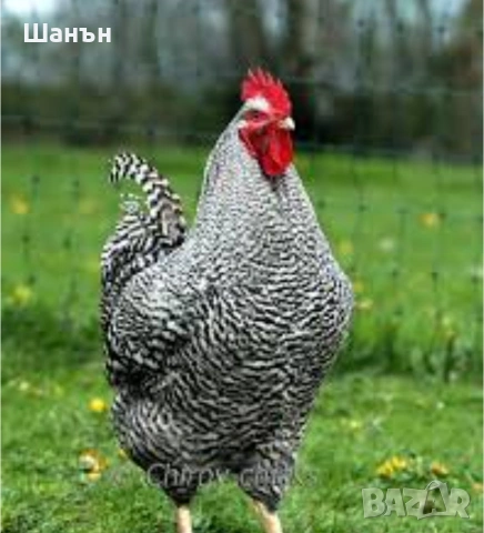 Продавам пиленца и кокошки