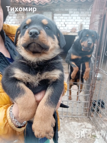 Ротвайлер, снимка 4 - Ротвайлер - 54206894