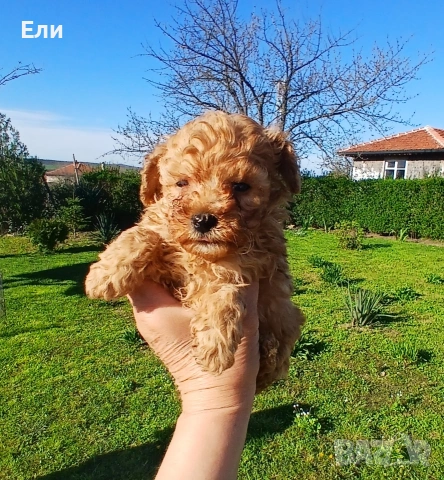 Той пудел/малтипу F2-момче и момиче, снимка 5 - Пудели - 54181433