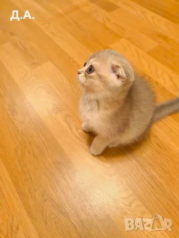 🐾 Чистокръвни котенца Scottish Fold – Golden & Silver 🐾, снимка 7 - Чинчили - 55353347