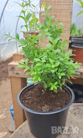 Чимшир в саксия ф13 