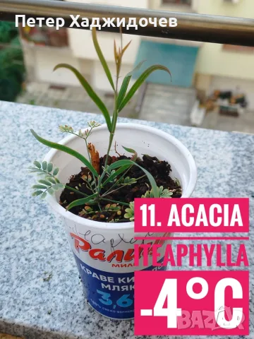 Продавам разсад от евкалипт и австралийска акация, снимка 11 - Разсади - 55343085