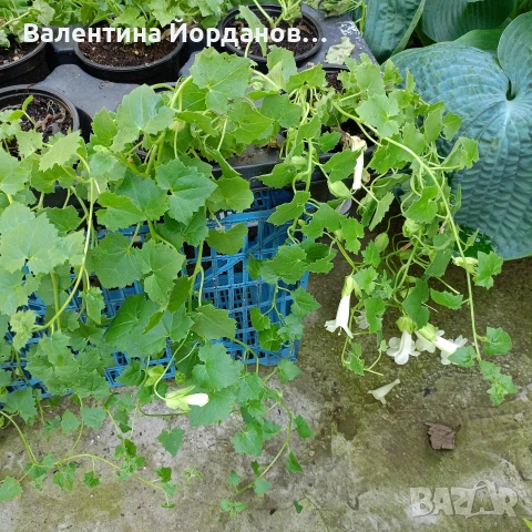 азарина , снимка 2 - Стайни растения - 54835511