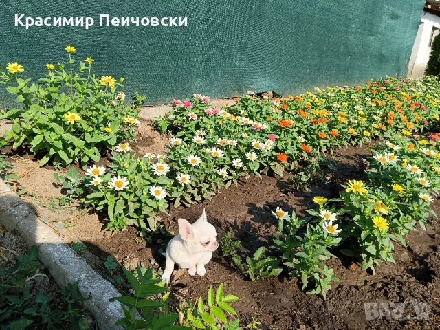 женско чихуахуа. , снимка 6 - Чихуахуа - 55636088