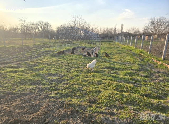 🥚 Домашни яйца от свободно отглеждани кокошки – Пловдив 🐓 , снимка 7 - други­ - 54726146