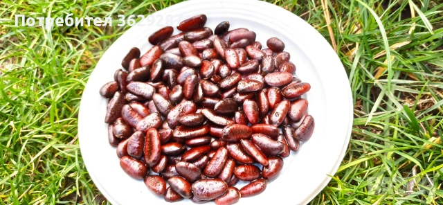 Asimina triloba, Асимина, Пау-пау, Индиански банан, снимка 6 - Градински цветя и растения - 55008778
