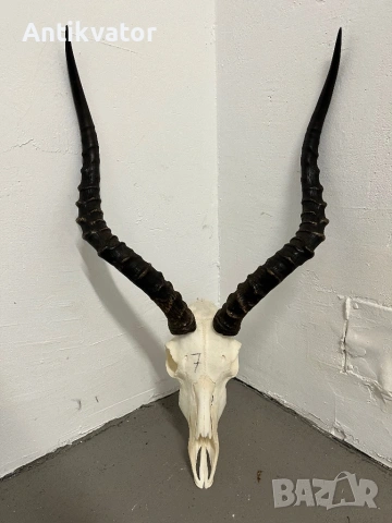 Трофей от африканска импала, снимка 3 - Декорация за дома - 54345812