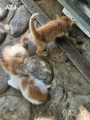 4 малки котенца, снимка 3 - Други - 55335479