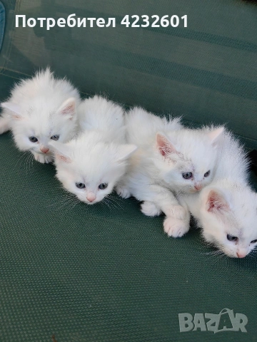 Котки