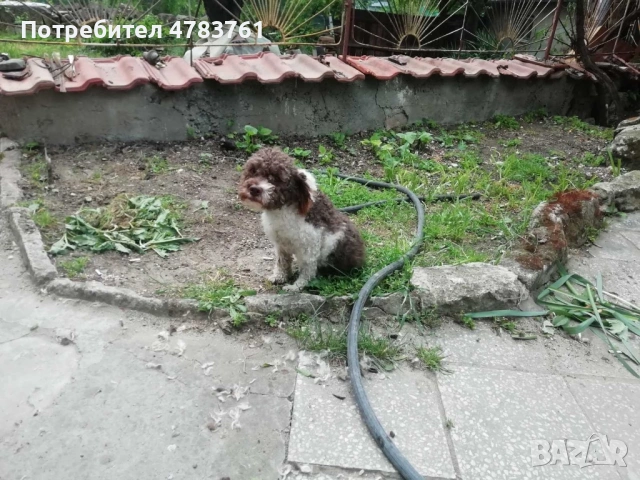 Продавам Лагото Романьоло куче, снимка 4 - Други - 54780069