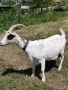 продавам кози , снимка 3