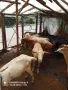 Продавам кози за дамазлък, снимка 7