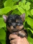 йоркширски териер , снимка 1