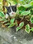 Котенца - Подарявам, снимка 11