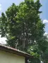 изсушен липов цвят , снимка 3