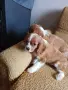 Кавалер кинг чарлз шпаньол , снимка 4