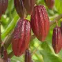 Какаово дърво - Theobroma cacao, снимка 2