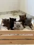 Британска късокосместа / British shorthair , снимка 2
